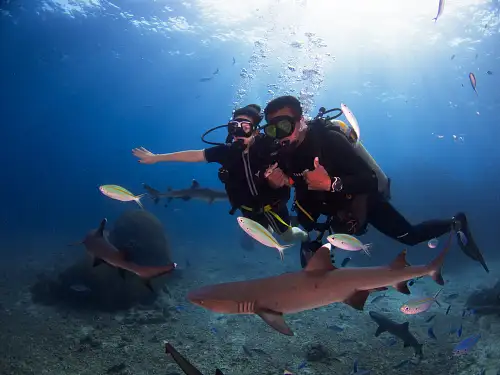 Ultimate Encounter Snorkel with Sharks Fiji at Kuata Island