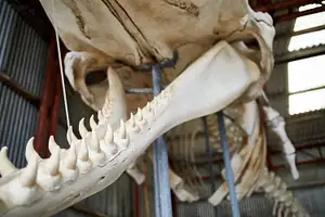 albany's historic whaling station