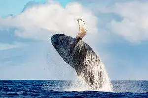 Waikiki Deluxe Whale Watching Sail | From Waikiki