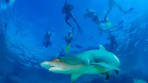 2 day short & shark Fiji tour
