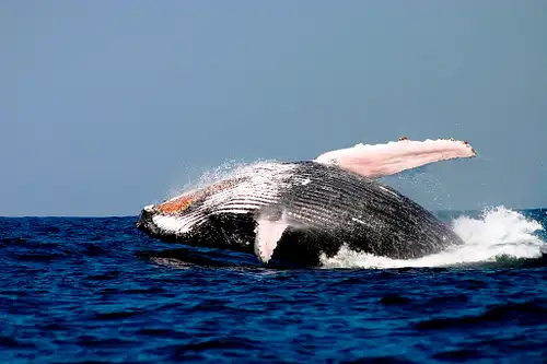 Sydney Whale Watching Lunch Cruise deals