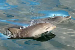 Port Stephens Dolphin Watching Express