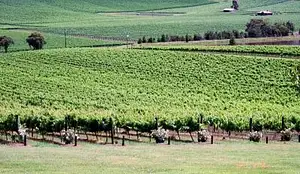 Yarra Valley Wine Tasting