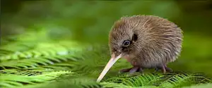 West Coast Wildlife Centre - General Admission | Franz Josef