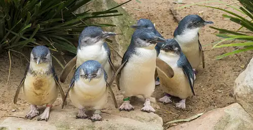 Phillip Island Wildlife And Brighton Beach Boxes Tour